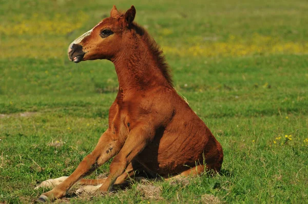 Foal na pastwisko — Zdjęcie stockowe