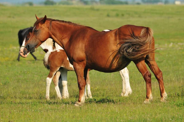 Дикі коні на полі — стокове фото