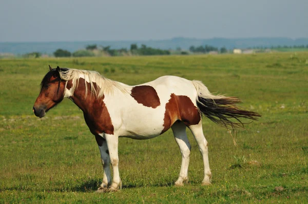 Divocí koně na hřišti — Stock fotografie