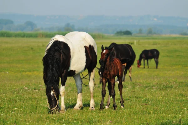 牧草地の馬とロバ — ストック写真