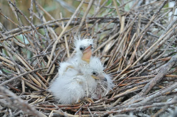 White heron chiks on the nest — Stock Photo, Image