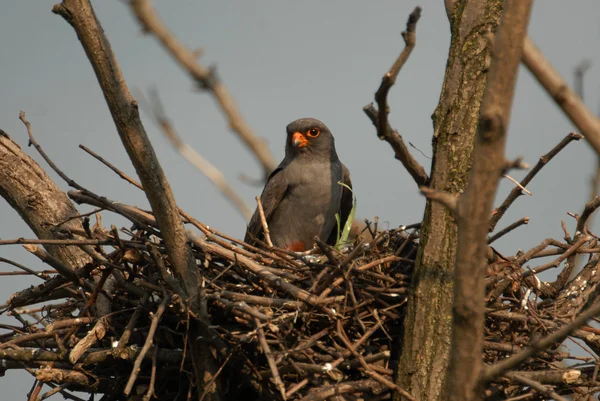 Falco vespertinus 在巢上 — 图库照片