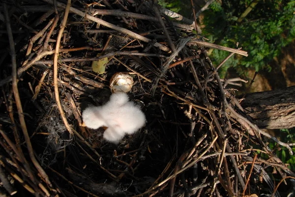 Falco Vespertinus на гніздах — стокове фото