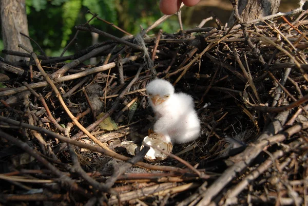Falco vespertinus na hnízda — Stock fotografie