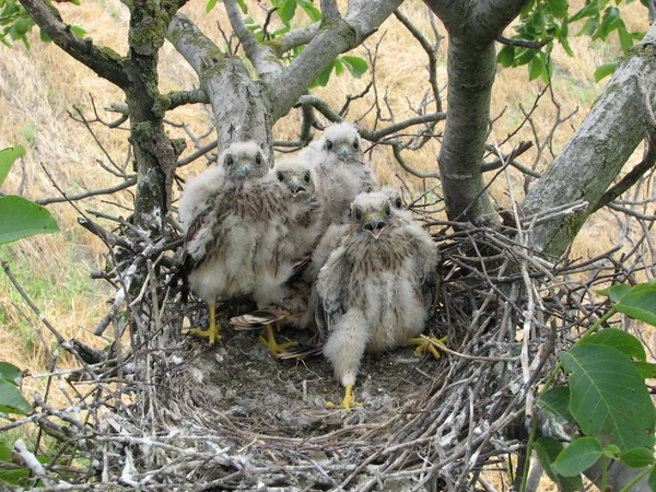 Falco sui nidi — Foto Stock