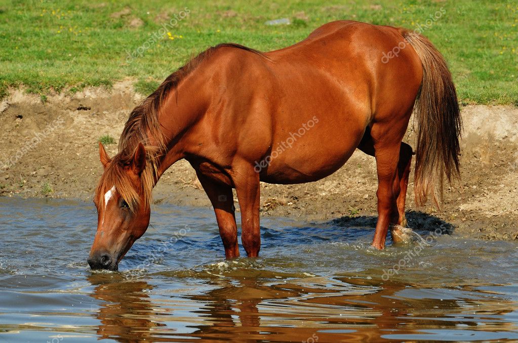 Horse standing in water — Stock Photo © predrag1 #5991382