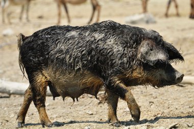 Pig in mud clipart