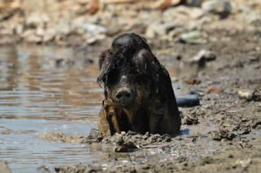 çamur içinde domuz