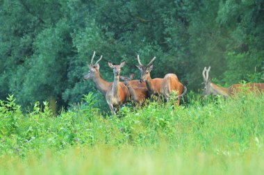 Deer in the meadow clipart