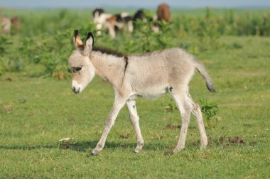 Grey little donkey on pasture clipart