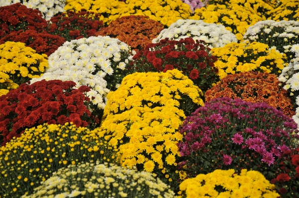 Flower Field — Stock Photo, Image
