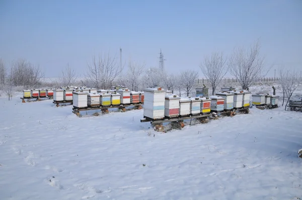 Pszczoła domu na łące w zimie — Zdjęcie stockowe