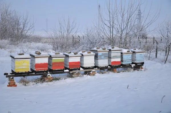 Pszczoła domu na łące w zimie — Zdjęcie stockowe