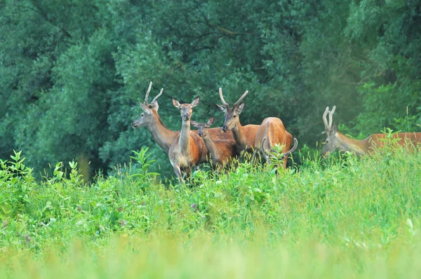 Deer in the meadow — Stock Photo, Image
