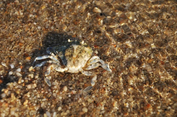 stock image Crab on a beach