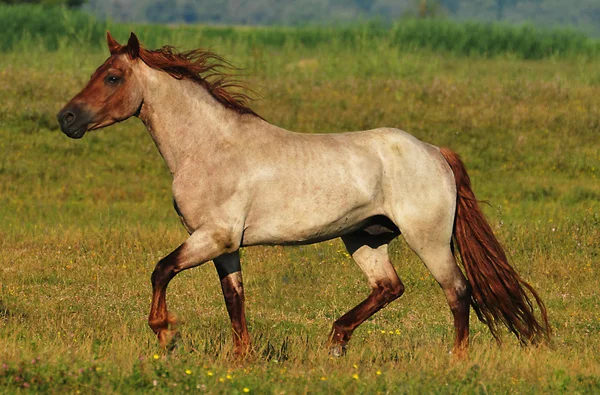 Stallion in the field — Stock Photo, Image