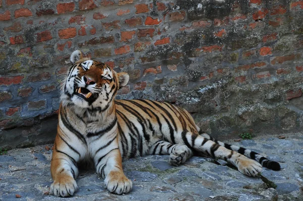 Tigre che sbadiglia su un muro di pietra — Foto Stock