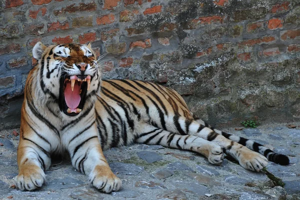 Tigre che sbadiglia su un muro di pietra — Foto Stock