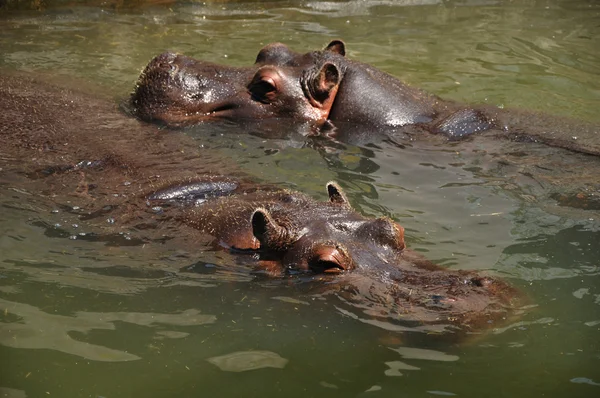 Hipopótamos en el agua —  Fotos de Stock