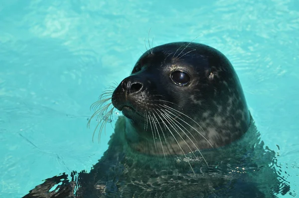 stock image Seals in the water