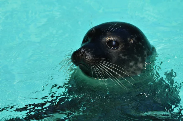 Stock image Seals in the water