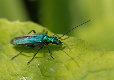 oedemera nobilis Bayan beetle