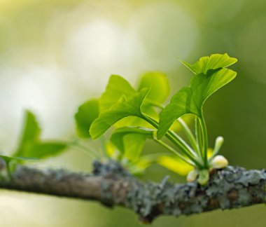 Ginkgo biloba yaprakları