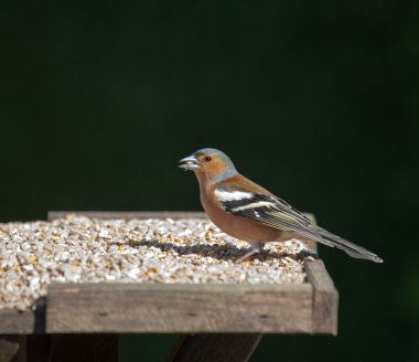 Chaffinch male clipart