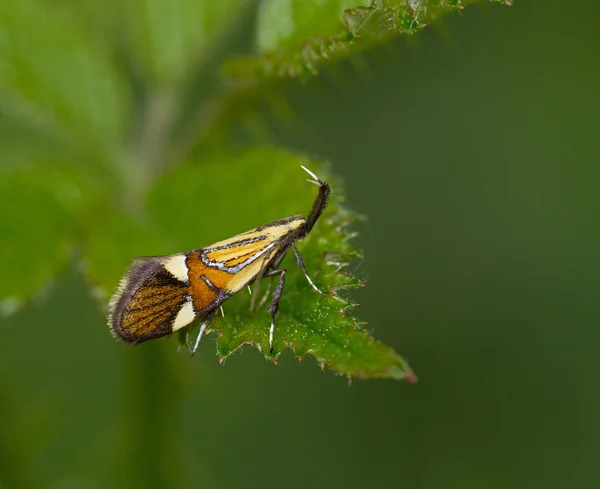Micro moth Alabonia geoffrella — Stock Photo, Image