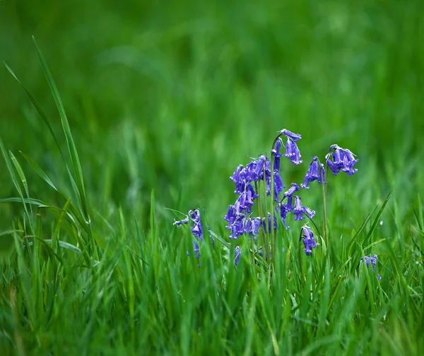 Bluebells en grassen — Stockfoto