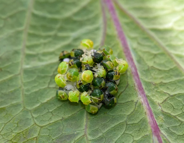 Green Shield Bugs hatching — Stock Photo, Image