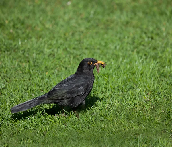 Blackbird a férgek — Stock Fotó