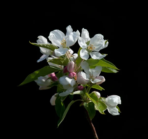 Jabłoń kwitnąć — Zdjęcie stockowe