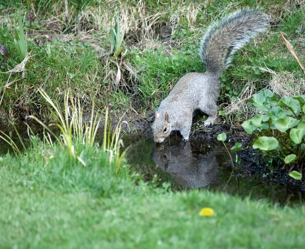 Grijze eekhoorn drinken — Stockfoto
