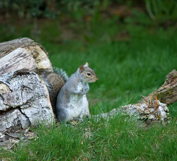 Grey Squirrel on Log Pile — Stock Photo, Image
