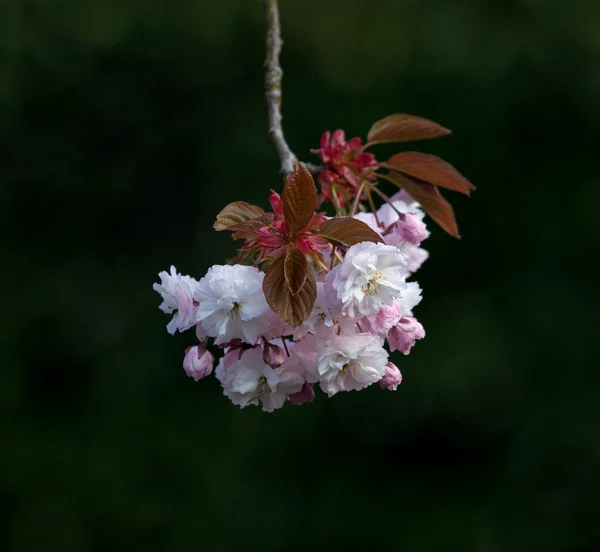 Prunus Blossom — Stockfoto