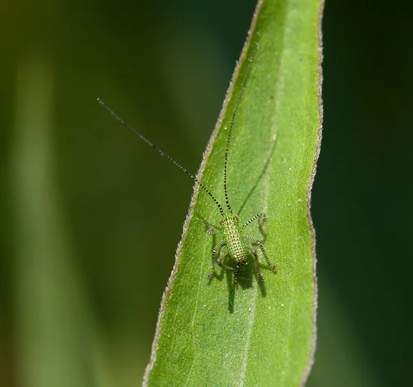 Speckled Bush Cricket bebê — Fotografia de Stock