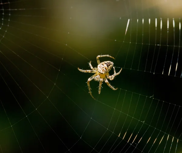 Örümcek iplik — Stok fotoğraf