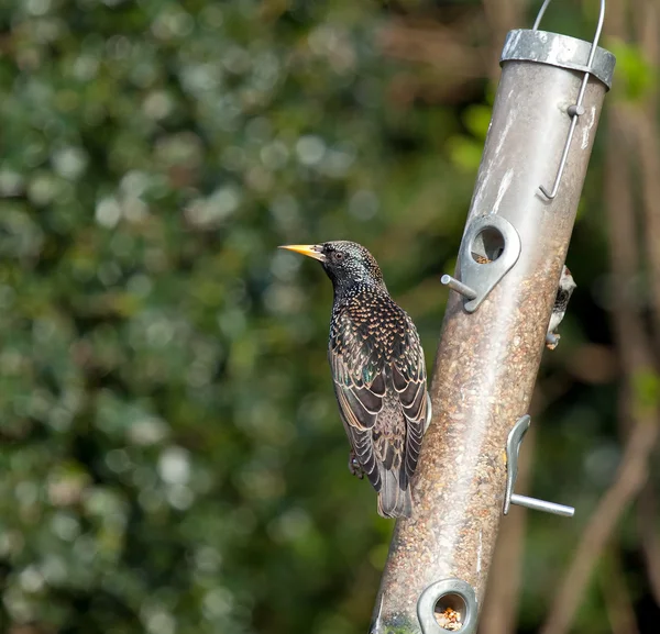 Starling içinde kuş tüyü doğurmak — Stok fotoğraf