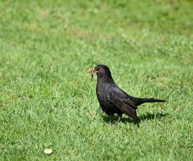 Blackbird with Worms clipart