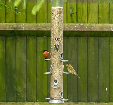 Bullfinch, Goldfinch,Greenfinch on feeder clipart