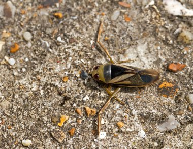 Water Boatman on path clipart