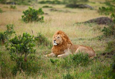 Lion on the Masai Mara clipart