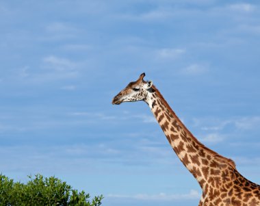 Masai Giraffe clipart