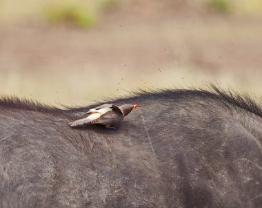 Yellow-billed Oxpecker clipart