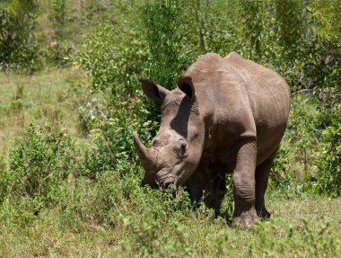 White Rhinoceros clipart