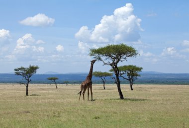 Giraffe browsing on Acacia on the Masai Mara clipart