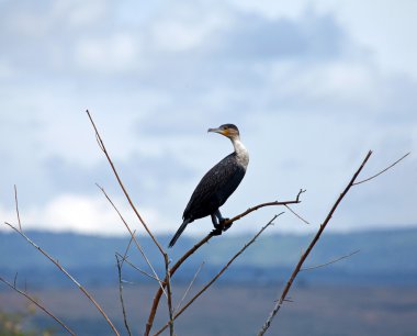 Great Cormorant clipart