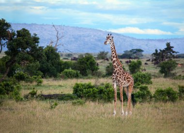 masai mara zürafa