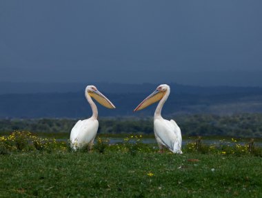 Great White Pelicans facing each other clipart